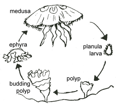 Life Cycle - The Moon Jellyfish