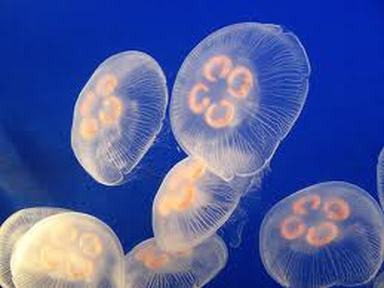 Anatomy - The Moon Jellyfish